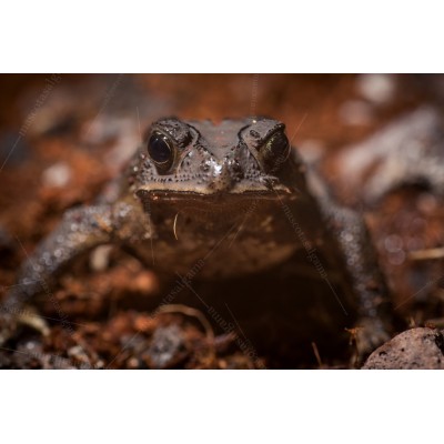 Duttaphrynus melanostictus - Bufo melanostictus